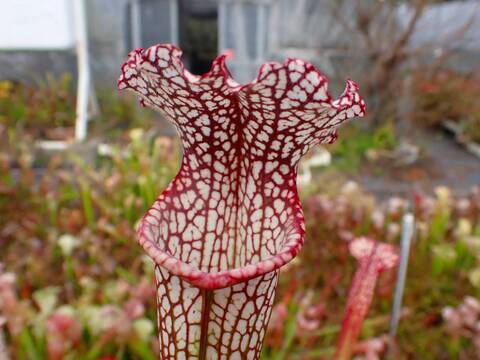 商品一覧 - Y's Exotics （山田食虫植物農園）