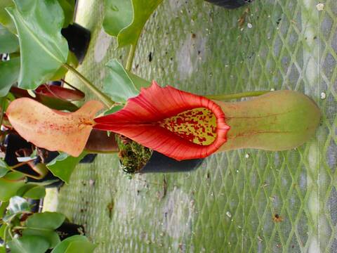 商品一覧 - Y's Exotics （山田食虫植物農園）