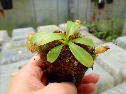 パピリオ・マヨ（オス、リトル・アンダマン産） 商品一覧 - Y's Exotics （山田食虫植物農園）