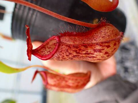 P021 5-3 #BBB N. bellii x boschiana EP