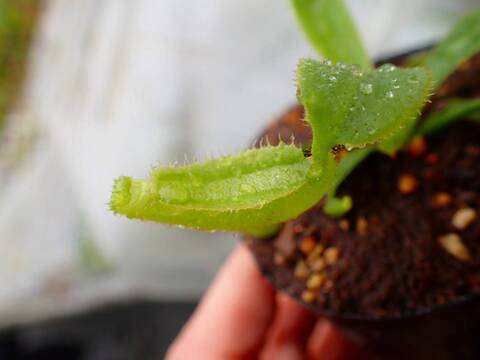 Y694 5-1  [YA-62] N. veitchii `Akazukin' x veitchii (Bario stripe) Y's Lab