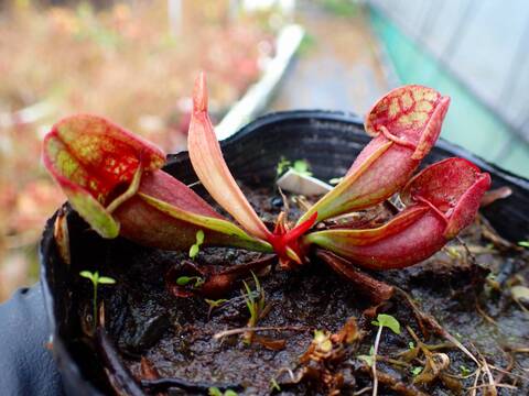 く*い様 食虫植物　サラセニア　ももいろといき 商品一覧 - Y's Exotics （山田食虫植物農園）