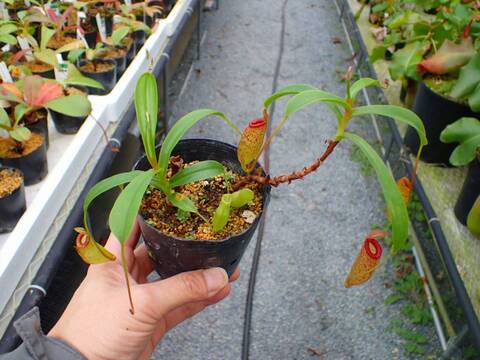 Y520 5-3 #BBB N. ventricosa x inermis EP