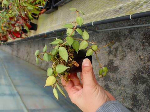 J245 5-3 Hoya lacunosa CK