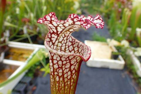 Sarracenia（サラセニア）の商品一覧 | Y's Exotics （山田食虫