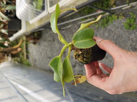 O160 5-3 N. truncata x (truncata x peltata) Y's 