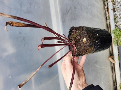 Y357 S. rubra ssp. Jonesii (Mc Clure's Bog short, stcky pitchers) CK