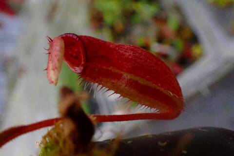 ゆうゆうネペンテス・ミランダ Nepenthes（ネペンテス/ウツボカズラ）の商品一覧 | Y's Exotics
