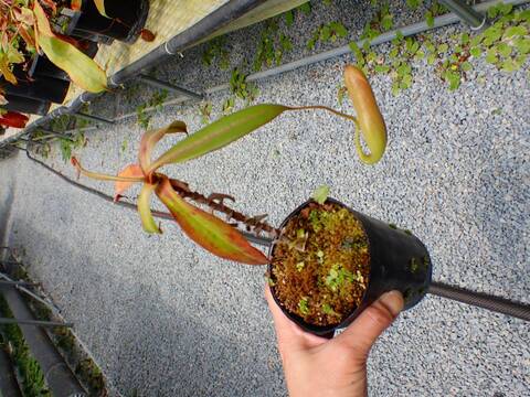 J233 5-3 N. mirabilis x albomarginata ペナン SB