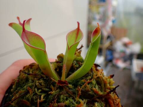 ヘリアンフォラ3点セット みょん ヘリアンフォラ3点セット みょん ヘリアンフォラ3点セット みょん様専用