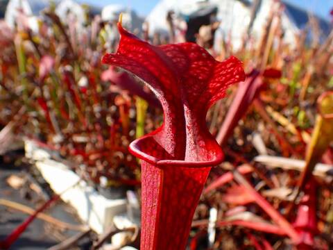 商品一覧 - Y's Exotics （山田食虫植物農園）