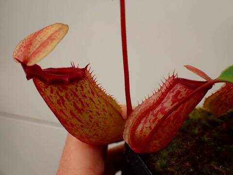 商品一覧 - Y's Exotics （山田食虫植物農園）