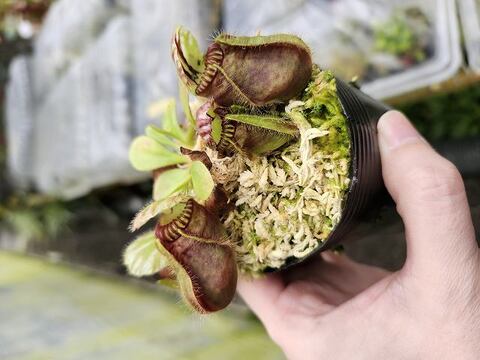 Cephalotus follicularis （セファロタス/フクロノユキノシタ）の商品一覧 | Y's Exotics （山田食虫植物農園）