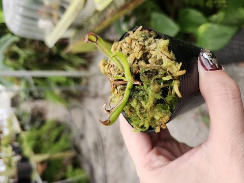 Heliamphora（ヘリアンフォラ）の商品一覧 | Y's Exotics （山田