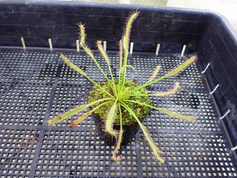 J616 4-1 D. capensis alba x crested nature Y's