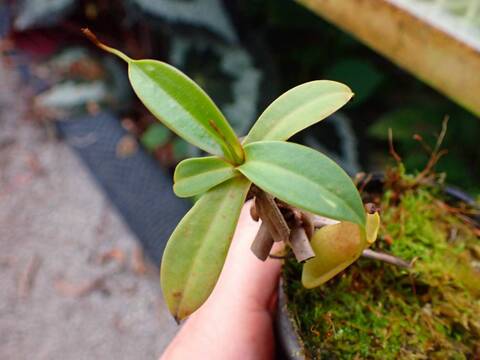 O150 1-4 N. reinwardsiana {red form Bario, Kelabit Highlands, Borneo} BCP