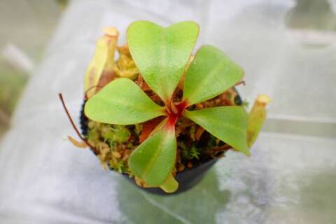 麻花　子株　ブツブツ　発根済み 麻花 子株 ブツブツ 発根済み