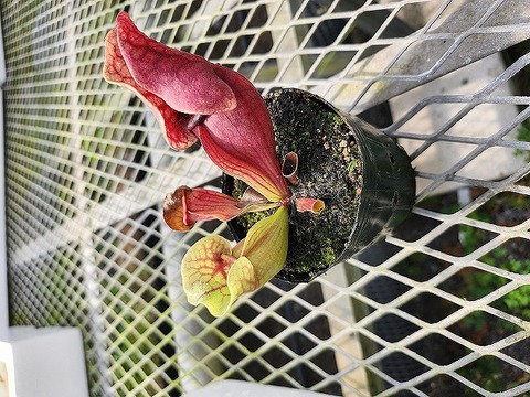 O579 4-1 S. purpurea subsp. venosa green veined Cedric 