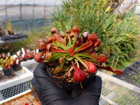 G738 4-1 S. psittacina (dark maroom) Lee's