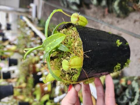 Nepenthes（ネペンテス/ウツボカズラ）の商品一覧 | Y's Exotics （山田食虫植物農園）