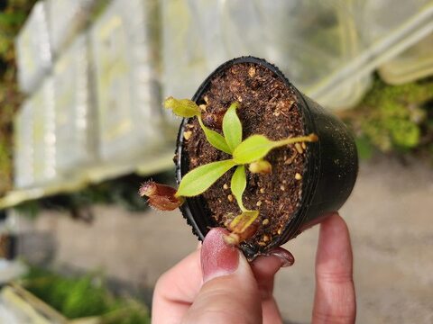 新種？クリスマス島　貝(大) 商品一覧 | Y's Exotics （山田食虫植物農園）