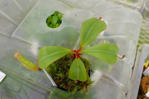 【現品】【超希少品種】プヤ・ベルテロニアナ　7号　u-33 現品】【超希少品種】プヤ・ベルテロニアナ(Puya berteroniana