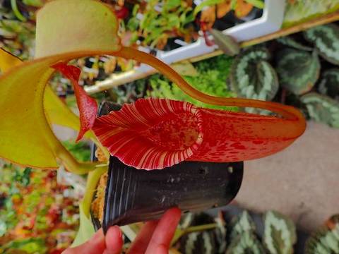 Nepenthes(ネペンテス/ウツボカズラ)の商品一覧 | Y's Exotics Nepenthes(ネペンテス/ウツボカズラ)の商品一覧 | Y's Exotics