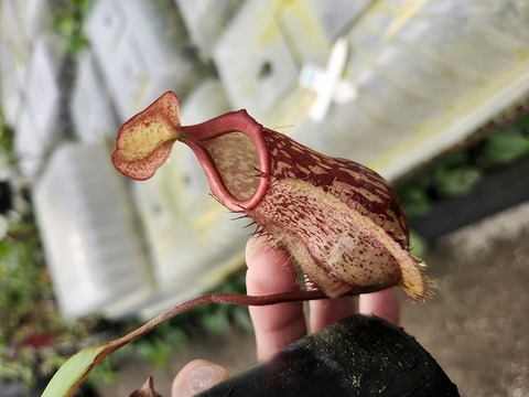 Y950 1-4 N. bellii x undulatifolia #NNN