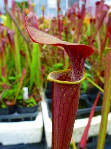 Sarracenia（サラセニア）の商品一覧 | Y's Exotics （山田食虫植物農園）