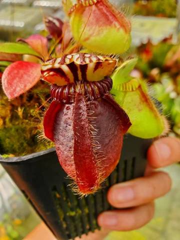 Cephalotus follicularis （セファロタス/フクロノユキノシタ）の商品