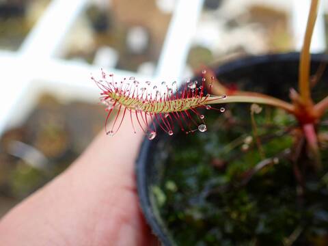 P950 4-1  D. capensis {Vogelgat Nature Reserve, near Harmanus, RSA} BCP