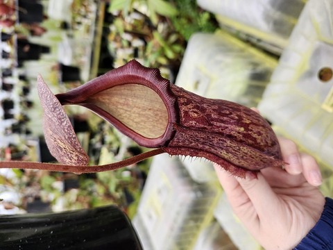 商品一覧 - Y's Exotics （山田食虫植物農園）