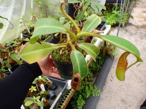 商品一覧 - Y's Exotics （山田食虫植物農園）