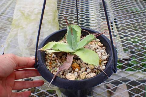 Y734 4-2 鯨魚舌頭 Agave ovatifolia
