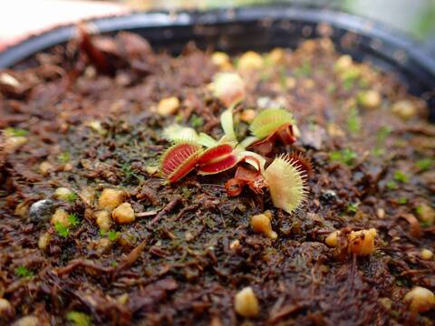 J213 5-2 Dionaea muscipula `BCP clone aka G16 Slack Giant'  [BCP #1752-01] BCP