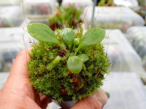 商品一覧 - Y's Exotics （山田食虫植物農園）