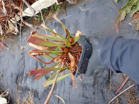 商品一覧 - Y's Exotics （山田食虫植物農園）