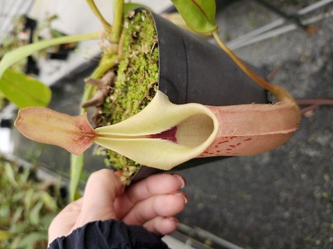 商品一覧 - Y's Exotics （山田食虫植物農園）