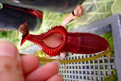食虫植物N. edwardsiana Tambuyukon N.edwardsiana - yellow / G.Tambuyukon : fukuro