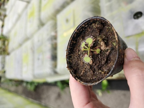 Y's Exotics （山田食虫植物農園）