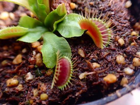 商品一覧 - Y's Exotics （山田食虫植物農園）