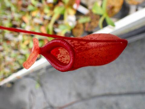 Y221 5-3 #BBB N. ventricosa red x sibuyanensis Y's