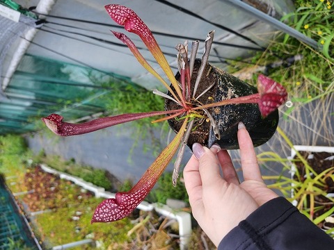 商品一覧 | Y's Exotics （山田食虫植物農園）