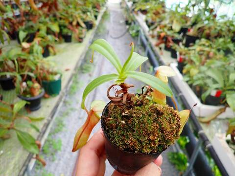 G137 5-3 N. ventricosa-red seedling Y's