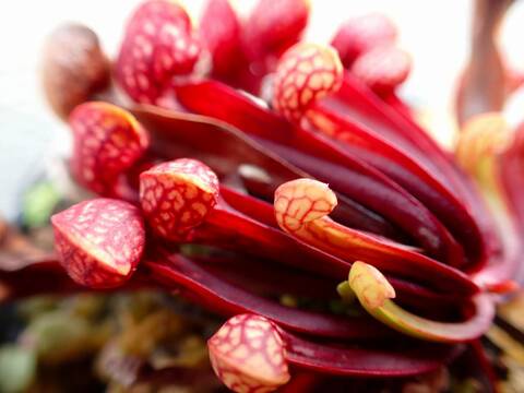 商品一覧 - Y's Exotics （山田食虫植物農園）