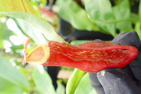 専用希少❣️Melastoma sp. Sibolgaメラストマ　シボルガソネリラ 専用希少❣️Melastoma sp. Sibolgaメラストマ シボルガソネリラ 専用