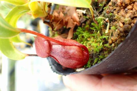 ゆうゆうネペンテス・ミランダ Nepenthes（ネペンテス/ウツボカズラ）の商品一覧 | Y's Exotics