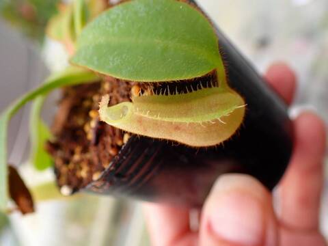 E139 5-1 [YA-62] N. veitchii `Akazukin' x veitchii (Bario stripe) Y's Lab