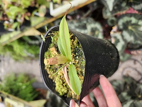 壺　実 Nepenthes（ネペンテス/ウツボカズラ）の商品一覧 | Y's Exotics