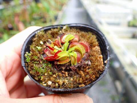 P183 5-1 #BBB Dionaea muscipula `姫' カクタス長田